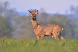 <p>SRNEC OBECNÝ (Capreolus capreolus) Šluknovsko - Jiříkov (European roe deer / Europäisches Reh</p>
